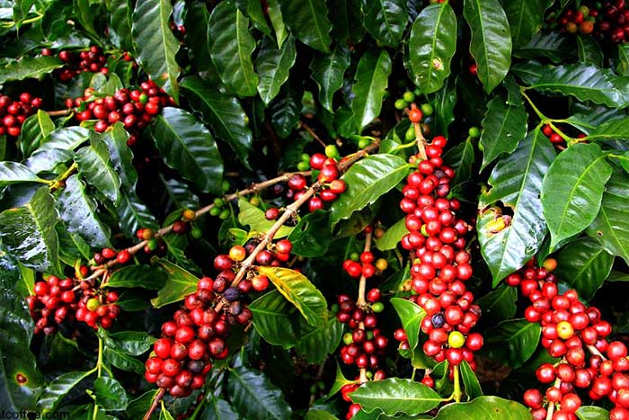 what to see in kontum coffee plantation